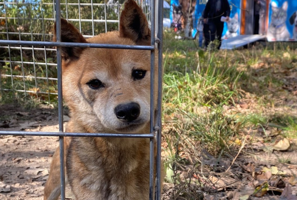 Dog behind shelter fencing waiting for care and nutrition