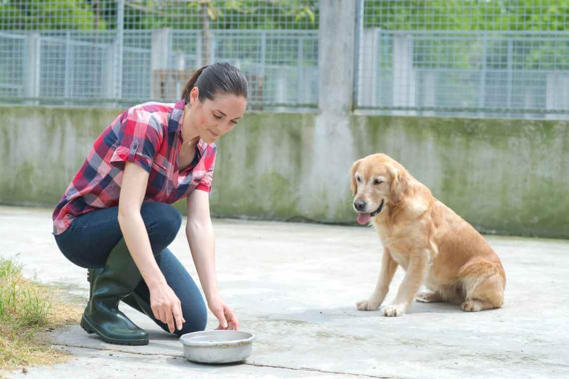 Shelter volunteer providing food to a golden retriever