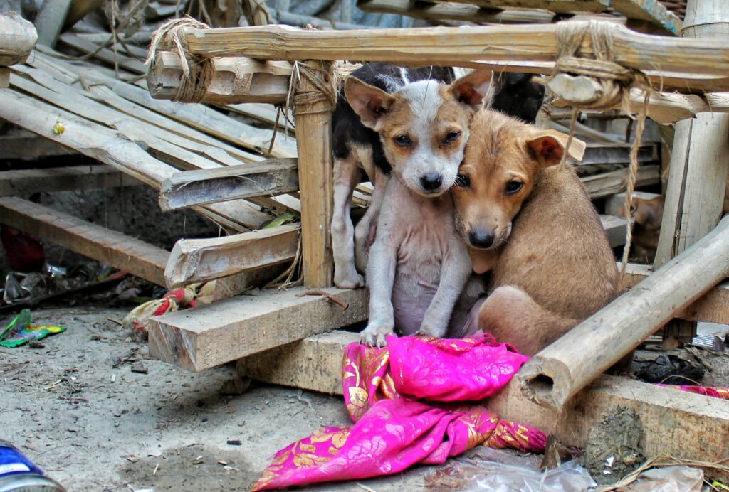 Vulnerable puppies seeking shelter and nutrition